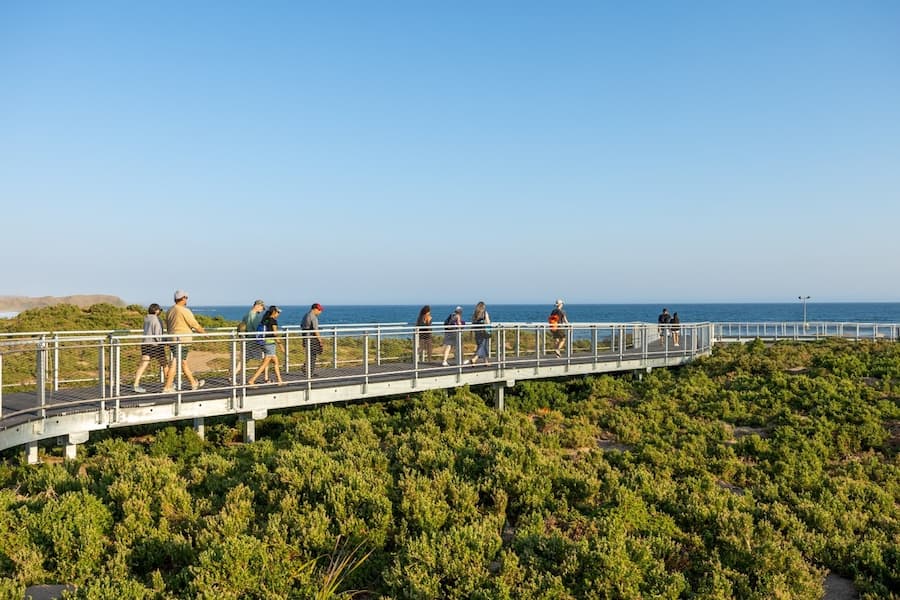 A group of people standing on the new Shearwater Boardwalk observing a penguin