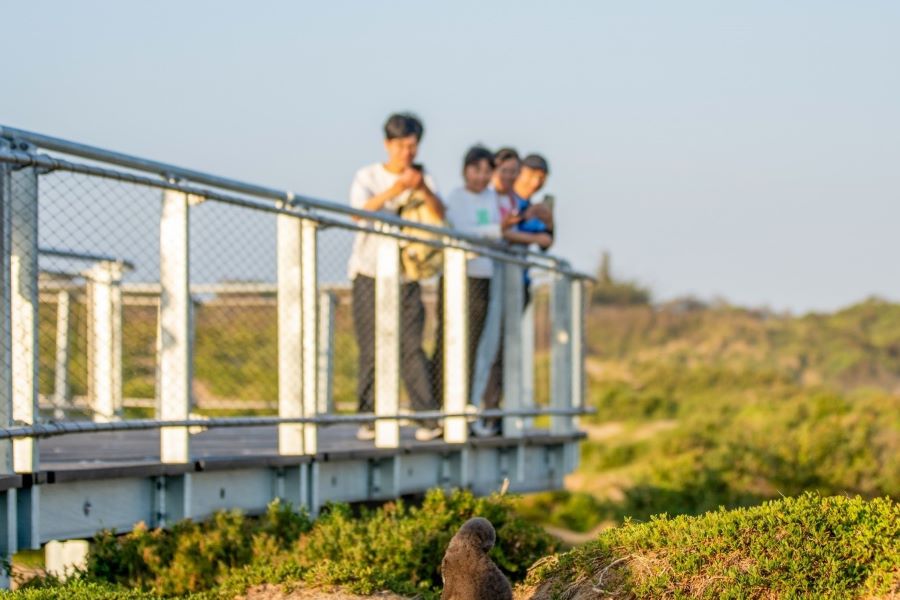 A group of people standing on the new Shearwater Boardwalk observing a penguin