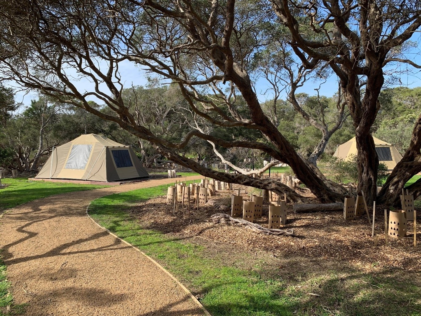 Foreground large tree and tree samples and gravel pathway two discovery tents on raised platforms in background