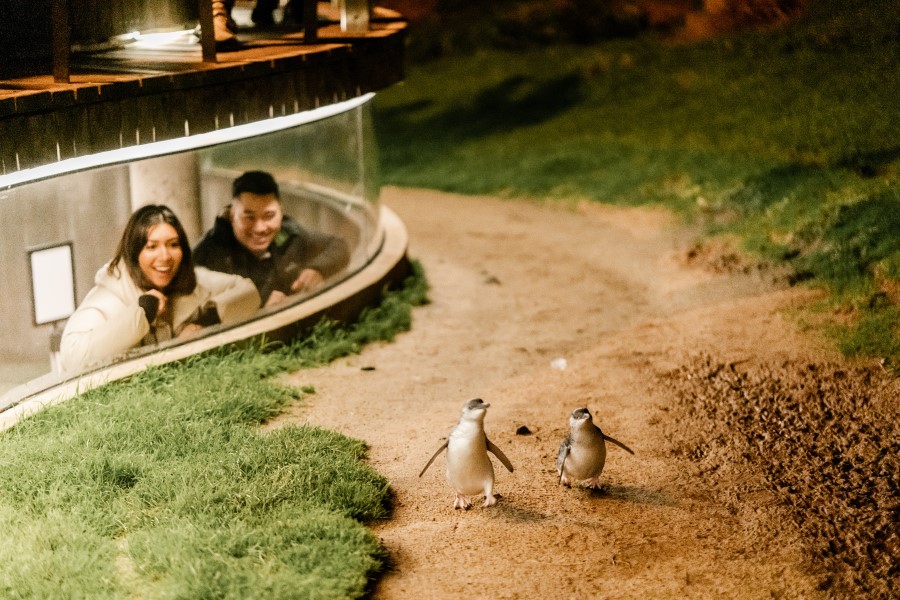Two people looking out from ground level window to two penguins walking.