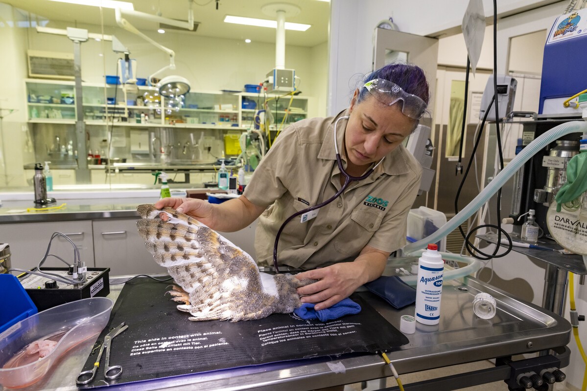 Woman in operating theatre holding wing of sleeping owl while listening with a stethoscope. 